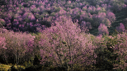 good morning sakura in thailand
