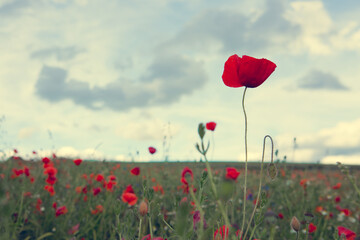 Poppy flowers field in spring and rain cloudy sky.