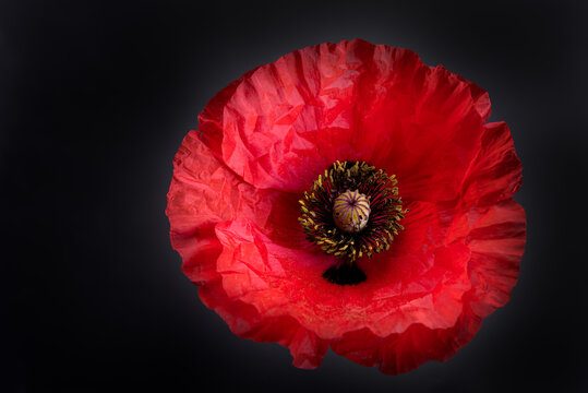 Red poppy flower on black  background close up