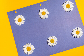 Bright background with chamomile. Daisy on yellow-blue background. Flat lay
