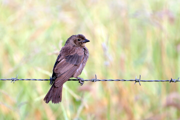 Young Shiny Cowbird (Molothrus bonariensis) perched on a barbed wire