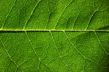 Fototapeta na wymiar Green leaf texture macro