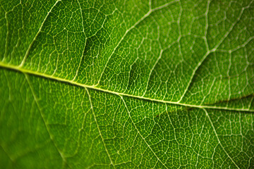 Green leaf texture macro