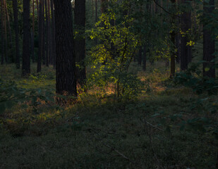 Obraz premium Deutscher Wald mit Sonne 