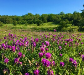 Obraz premium field of flowers