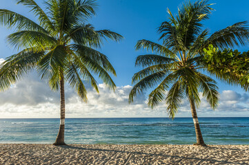 Beach on a island of Barbados with coconut palms