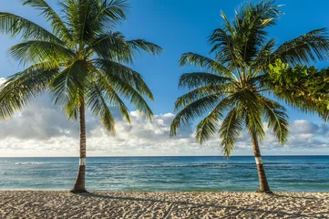 Foto op Plexiglas anti-reflex Beach on a island of Barbados with coconut palms © Fyle