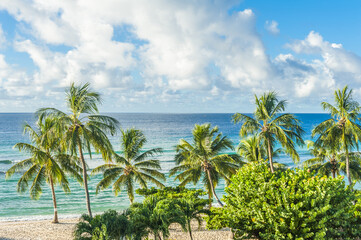 Fototapeta na wymiar Beach on a island of Barbados with coconut palms