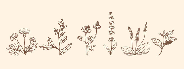 Collection of medicinal herbs and medicinal plants in sketch style. Preparation of medicines, oils, infusions, powders, tea. Botanical plants. Sketch of ancient herbs. Vector