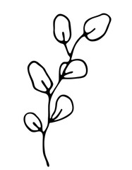 An abstract twig with leaves. A hand drawn vector illustration in doodling style. A beautiful sprig of eucalyptus. Black outlines isolated on a white background.