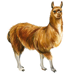 Llama watercolor illustration. African animals white background. © Hanna
