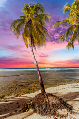 Beautiful vivid sunset over the coco palm in Barbados - obrazy, fototapety, plakaty