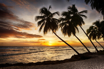 Fototapeta na wymiar Sunset over coconut palms on the island of Barbados