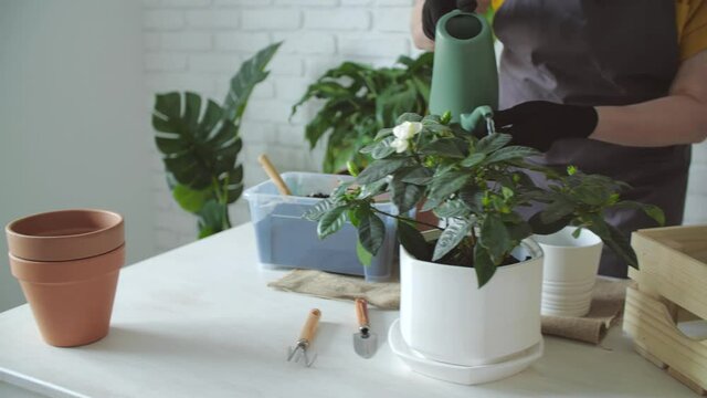 Hobby and interior concept. Middle aged woman watering home plants