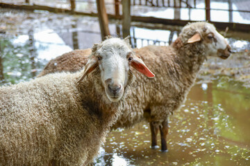Two sheep are standing in the water. Flooding on a farm with animals, natural disasters.