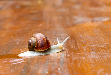 A snail is crawling on a wooden surface.