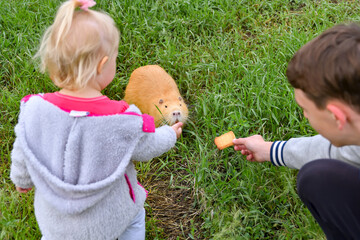Children hand-feed nutria on green grass.