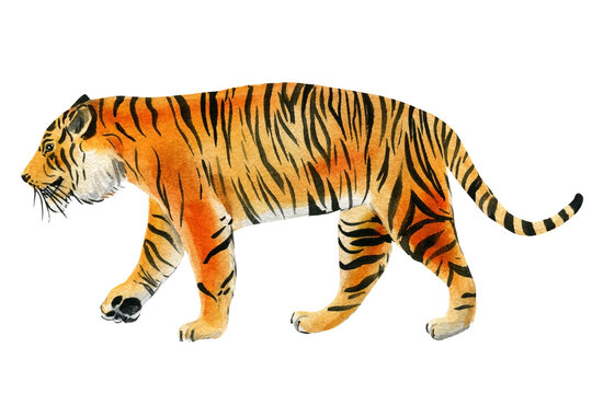 Tiger on an isolated white background. Watercolor illustration, cute animal