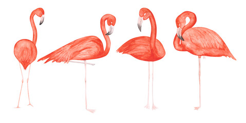 Set of 4 watercolor flamingos isolated on a white background. Hand-drawn pink tropical birds clipart. Cute illustration of exotic animals for your design. Colorful flamingos banner. Beautiful print.