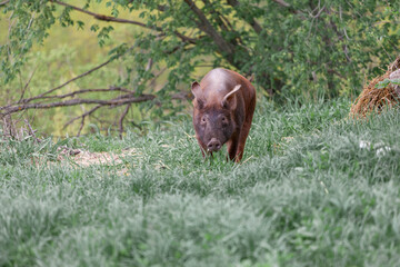 wild pig with dark brown hair and curled pig tail in the forest eating grass in the wild in the wild