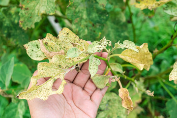 Farmer's hands inspecting insect-treated leaves of an eggplant. was bitten by the aphids until it...