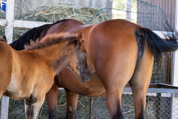 Naklejka premium horse and foal in farm