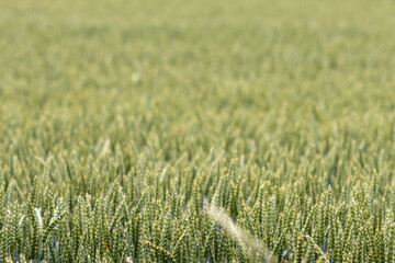 Green field of cereal spikes on summer day