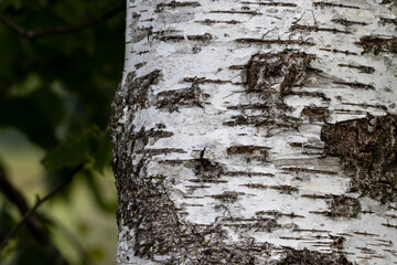 Detail of birch bark with cracks over dark natural background