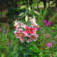 Pink Bloom Easter Lilly