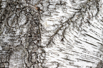 Abstract background showing a detail of birch bark texture