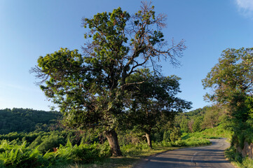 Chestnut tree and country road in Casinca  mountain. Corsica island