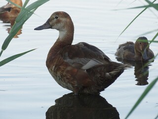 close up duck and ducklings on the lake Eurasian Teal
