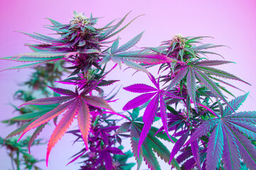 Cannabis flowering plants in purple neon color.   Colorful vibrant marijuana background. Good for...