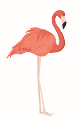Flamingo isolated on a white background. Vector illustration.