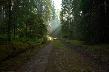 Obraz premium road in the forest