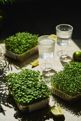 micro-greenery and water on the table on a sunny day