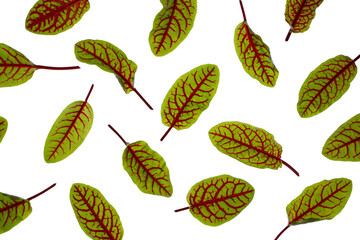sorrel leaves on a white background