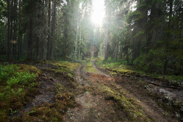 Fototapeta premium path in the forest
