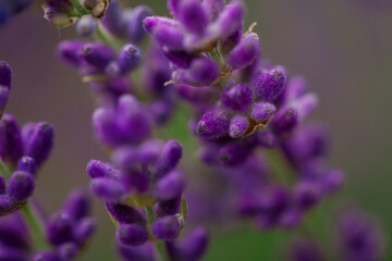Lawender flowers
