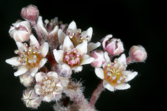 White flowers of Cephalotus follicularis, the Albany Pitcher Plant