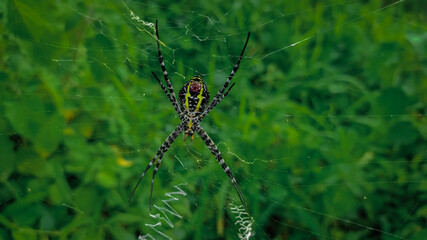 spider on the web