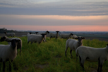 Schafe bei Sonnenaufgang