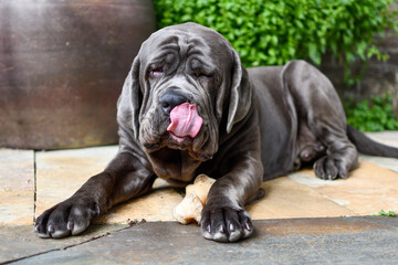 mastino napoletano lies on the floor licking his face