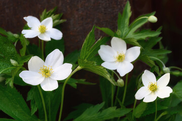 Ural anemone (Russia) on a summer day. Early and long flowering of anemones. White flowers with yellow pollen framed by lush greenery. Openwork foliage. Selective focus and dark background 