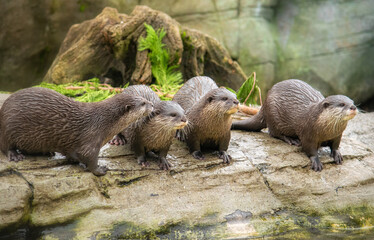 Otter family standing on a wooden plank