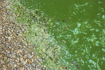 Taganrog Bay. Dirty shore. Algae bloom