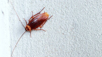 Cockroaches on white plaster wall
