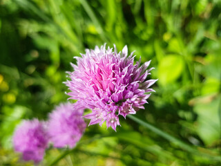 chives flower (in german Schnittlauch) Allium schoenoprasum
