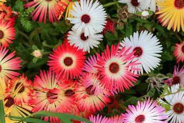 Colourful flowers -  Gerbera jamesonii - Gerbera looks like large daisies, and is found in all...
