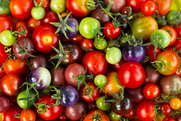 Set of colorful cherry tomatoes